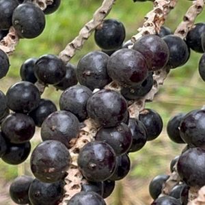 Extrait de baies d'açaï de qualité alimentaire - Poudre ultra fine extraite par solvant Origine Guangdong Sans additifs pour enfants Commercial - Product Image 2