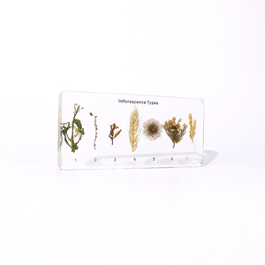 Alta infiorescenza acrilica trasparente tipi di resina campione di insegnamento risorsa per la scuola superiore - Product Image 4