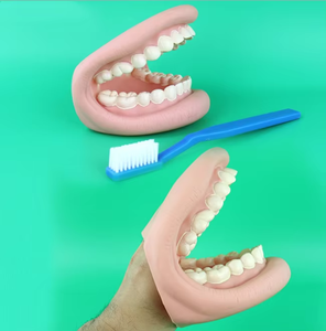 Modèle de dents scientifique médical de haute qualité de la marque Yulin YL15 pour la démonstration de la mastication et du brossage, meilleur prix avec option de protection - Product Image 3