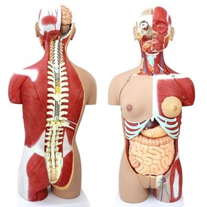 Maniquí de medio <span class=keywords><strong>cuerpo</strong></span> <span class=keywords><strong>humano</strong></span> con órganos internos, modelo de anatomía biológica - Product Image 2