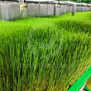 Machine industrielle <span class=keywords><strong>de</strong></span> germination automatique des graines OCEAN pour pois, orge et haricots - Product Image 6