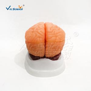 Modelo Anatómico de Cerebro Humano de 9 Componentes, Nuevo Modelo de Ciencia Médica, Modelo Anatómico de Cerebro - Product Image 3