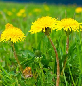 الصين بالجملة توريد جديد عضوي أوراق الهندباء الشاي فضفاضة مصنوعة يدويا أوراق الهندباء المجففة للشاي - Product Image 3
