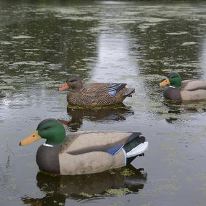 Ensemble <span class=keywords><strong>de</strong></span> leurres <span class=keywords><strong>de</strong></span> canard flottant EVA <span class=keywords><strong>de</strong></span> qualité professionnelle pour la <span class=keywords><strong>chasse</strong></span> <span class=keywords><strong>au</strong></span> Wigeon <span class=keywords><strong>Action</strong></span> <span class=keywords><strong>de</strong></span> natation <span class=keywords><strong>de</strong></span> précision multicolore - Product Image 6