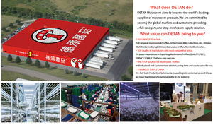 Detan <span class=keywords><strong>Prix</strong></span> de gros <span class=keywords><strong>chanterelles</strong></span> séchées en vrac de haute qualité - Product Image 6