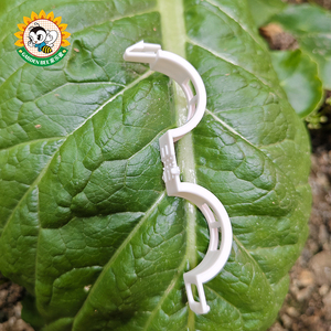Clip di Supporto <span class=keywords><strong>per</strong></span> Piante Biodegradabile Bianca <span class=keywords><strong>per</strong></span> Giardinaggio Quotidiano, Strumento di Addestramento <span class=keywords><strong>per</strong></span> Vivai - Product Image 2