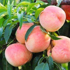 Tranches de pêche lyophilisées de qualité supérieure, roses sucrées et croustillantes, coupées en gros pour collations et garnitures de boissons - Product Image 3