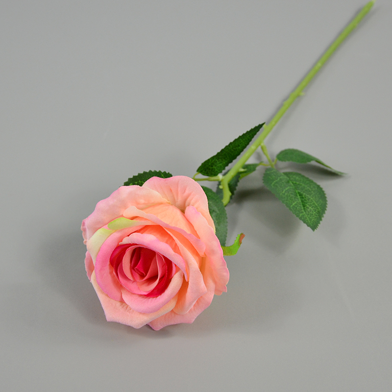 rose 2