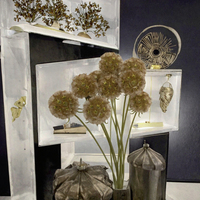 Fleur séchée préservée en forme de boule, Scabiosa Atropurpurea Pristimera, Zante, vente en gros, pour la Fête des Mères et Pâques
