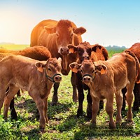 Fournitures équestres : Licol et longe réglables pour chevaux, corde de traction