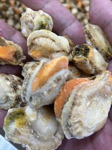 Competitivo esportatore di carne di capesante congelato e importatore di frutti di mare cozza senza guscio di molluschi prodotto - Product Image 5