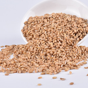 Venta al por Mayor de Fruta Fu <span class=keywords><strong>Xiao</strong></span> <span class=keywords><strong>Mai</strong></span>, Materiales Chinos de Alta Calidad, Variedad Fructus Tritici Levis Completa - Product Image 6