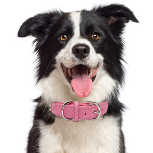 <span class=keywords><strong>Collar</strong></span> de perro de lujo JF para perros y gatos, cuero de gamuza suave de cristal completo con diamantes de imitación deslumbrantes, patrón sólido, bonito y brillante - Product Image 3