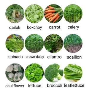 Seminatrice manuale a spinta per la semina delle colture per uso agricolo su arachide erba medica canna Kale <span class=keywords><strong>semi</strong></span> <span class=keywords><strong>di</strong></span> <span class=keywords><strong>zucca</strong></span> fioriera - Product Image 4