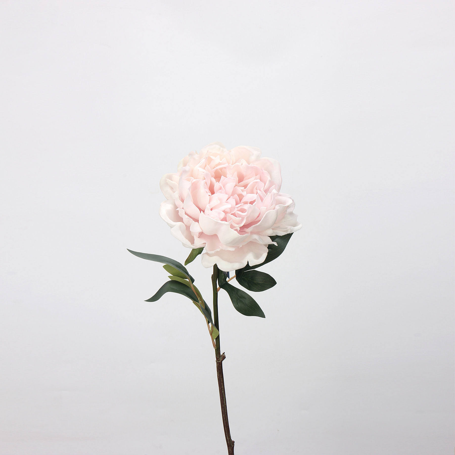 LT สีชมพู