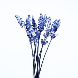 12 Uds. De <span class=keywords><strong>flores</strong></span> reales prensadas en seco, lavanda Natural, <span class=keywords><strong>flores</strong></span> <span class=keywords><strong>silvestres</strong></span> secas conservadas, <span class=keywords><strong>flores</strong></span> planas, marcapáginas, cúpula de cristal, relleno de resina - Product Image 4