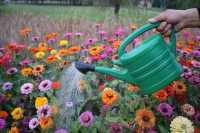 Arrosoir en plastique de 3 L, écologique, durable, en PE, portable, pour l'intérieur et le jardin