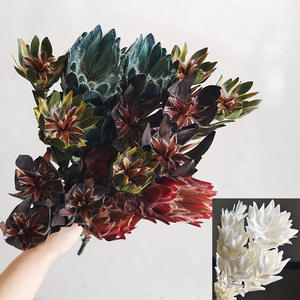 PPF16 <span class=keywords><strong>leucadendron</strong></span> fábrica Al นายกเทศมนตรี Rey Protea ดอกไม้ secas naturales Para La decoración de la Boda - Product Image 2