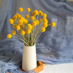 Zhuoou fiori secchi naturali conservati Billy Button essiccato Craspedia Flower Yunnan centrotavola di fiori secchi per Boho Home Decor - Product Image 4