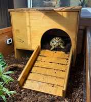 Grande maison en bois pour animaux de compagnie avec échelle : cachette pour tortues, cochons d'Inde et lapins