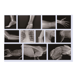 Détecteur numérique à écran plat à main DR X-Ray vétérinaire <span class=keywords><strong>humain</strong></span> médical portable x ray pour différentes parties <span class=keywords><strong>du</strong></span> <span class=keywords><strong>corps</strong></span> - Product Image 6
