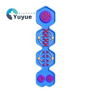 Modèle de méiose, chromosomie, prolifération cellulaire, aide pédagogique, démonstration scientifique en biologie - Product Image 1