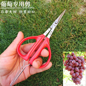 กรรไกรตัดแต่งกิ่งสแตนเลสสีแดง หัวตรง สำหรับตัดแต่งกิ่งองุ่น ผลไม้ และกิ่งไม้ - Product Image 5