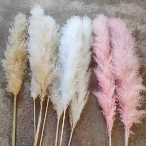 120 cm <span class=keywords><strong>Grand</strong></span> Flores De Naturel Herbe De Pampa <span class=keywords><strong>Grand</strong></span> Décor Herbe De Pampa <span class=keywords><strong>Grand</strong></span> Carburador Da Pampa Beige - Product Image 4