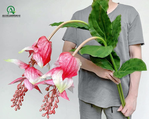 Artificial Medinilla <span class=keywords><strong>Magnifica</strong></span> PU Real Touch flores exóticas Tropical orquídea filipina Rosa planta de uva para la decoración del jardín del hogar - Product Image 6
