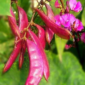 L'origine des légumes : Guide complet pour la plantation de légumes en toutes saisons pour la décoration des jardins et des cours - Product Image 6