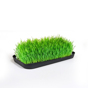 Kit de culture de jardinière d'herbe pour chat d'intérieur biologique hydroponique Kit de germination Plateau de culture Microgreens - Product Image 3