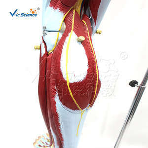Vic Education : Modèle anatomique humain des muscles, des vaisseaux sanguins et des nerfs des membres inférieurs ; Modèle anatomique humain - Product Image 3