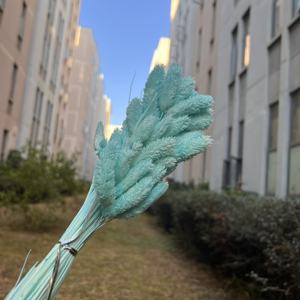 Venta al por Mayor de Hierba de Phalaris Seca Natural de Alta Calidad, Teñida con Colores, para Floristerí<span class=keywords><strong>a</strong></span>, Ramo de Hierba Seca, Decoración del Hogar, Bricolaje, Bodas, Navidad - Product Image 4