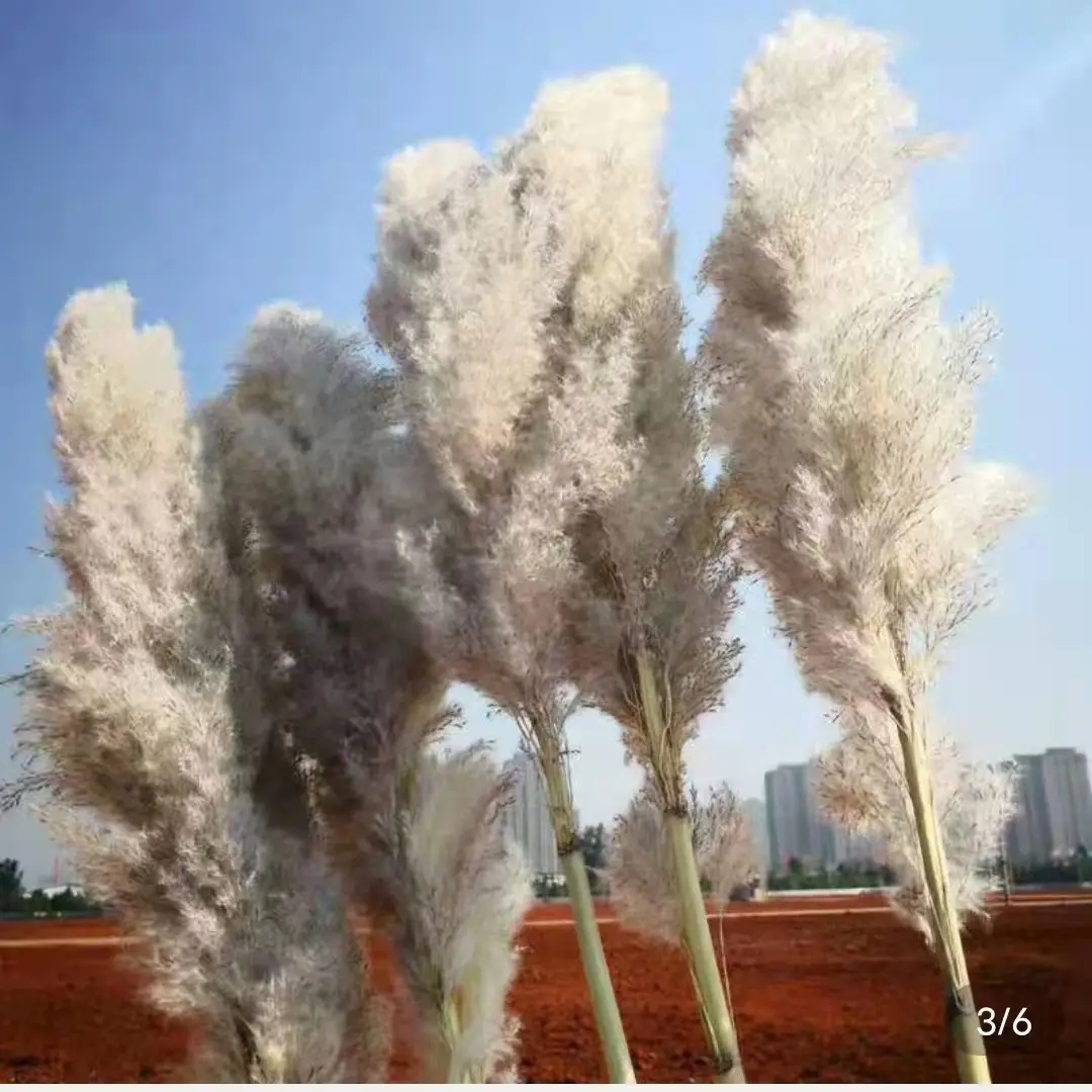 Factory Wholesale Yunnan Cheap Dry Flower Wedding Hotel Decorative Large Dried Gray Pampas 110-160 cm