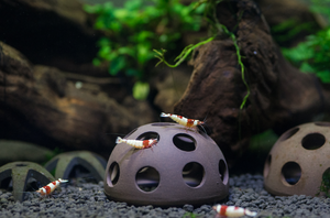 Cueva <span class=keywords><strong>de</strong></span> Cría para Camarones <span class=keywords><strong>de</strong></span> Cerámica <span class=keywords><strong>de</strong></span> Alta Calidad al por Mayor, Cueva para Plecos - Product Image 4