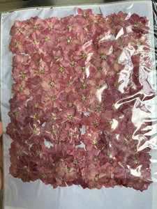 1000 unids/bolsa Larkspur <span class=keywords><strong>flor</strong></span> prensada para Resina epoxi arte fabricación de velas Marco de boda - Product Image 6