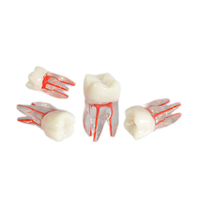 Modelo de Pulpa Radicular para Entrenamiento en Endodoncia