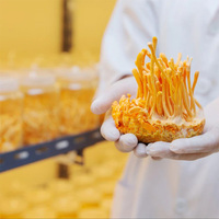 Matières premières pour compléments alimentaires à base de champignons, extrait pur de Cordyceps Militaris en poudre