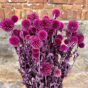 Flores Secas de Cardo Azul, Tallos de <span class=keywords><strong>Echinops</strong></span> a Granel, Cardo Azul Eterno, Rellenos de Flores Secas para Centros de Mesa de Boda - Product Image 5