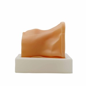 Modèle d'entraînement à l'échographie de la thyroïde et du cou, taille réelle, avec structures musculaires de l'artère carotide et de la trachée, Phantom avancé pour l'échographie de la thyroïde - Product Image 2