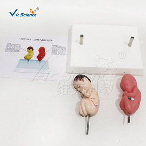 Modèle comparatif de fœtus sain en position couchée sur le ventre ; affichage des différences de développement fœtal ; outil éducatif pour - Product Image 1