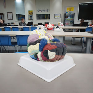 Modèle anatomique de cerveau humain en PVC régional en deux parties <span class=keywords><strong>grandeur</strong></span> <span class=keywords><strong>nature</strong></span> pour les sciences médicales - Product Image 6