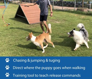 Üretici toptan gıcırtılı köpek eğitim oyuncaklar flört kutup ve Teaser değnek yedekler köpekler için <span class=keywords><strong>Pet</strong></span> interaktif ve hareket halat - Product Image 5