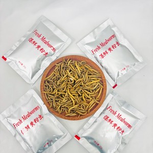 Vers de farine jaunes frais et riches en azote – Idéal pour les propriétaires d'animaux qui recherchent des friandises longue durée - Product Image 1
