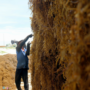 Sargassum แห้ง-เคธี่ + 84795877933 - Product Image 1