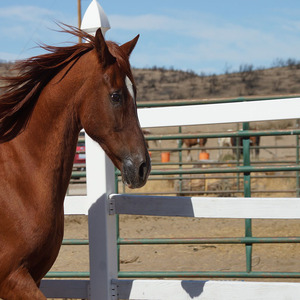 घोड़ों के लिए pvc ड्रेसेज एरा बाड़ विनाइल प्लास्टिक उच्च गुणवत्ता वाले सफेद घोड़े बाड़ - Product Image 2