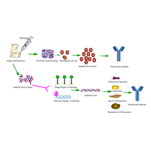 Anticorps polyclonal Promabio à base de lapin pour C-Fos (Modèle P23556) pour applications WB/IHC/IF, usage de recherche uniquement - Product Image 4