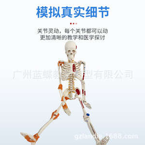 Modelo de Esqueleto Humano Completo de 85 cm con Estructura Musculoesquelética y Ligamentos, Columna Vertebral Desmontable, Cráneo Blanco para Yoga - Product Image 3
