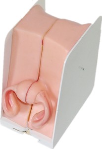 Modello Anatomico Avanzato per Formazione Medica sulla Guida alla Contraccezione Femminile in PVC Certificato per Insegnanti e Ospedali - Product Image 4