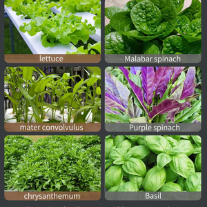 Bộ hoàn chỉnh các thùng chứa trồng cây thủy canh cho rau nhà kính đã sẵn sàng để trồng khi giao hàng - Product Image 6